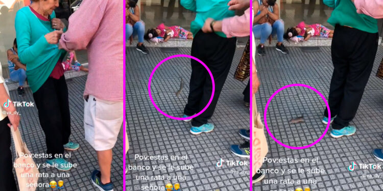 Video. ¡Escalofríos!, RATA se le “trepa” a mujer formada en el banco