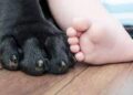 Entre la vida y la muerte, BEBITO de 7 meses ATACADO por 2 perros