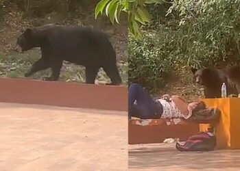 ¡Qué miedo!, estudiante de la UANL sobrevive a encuentro con OSO