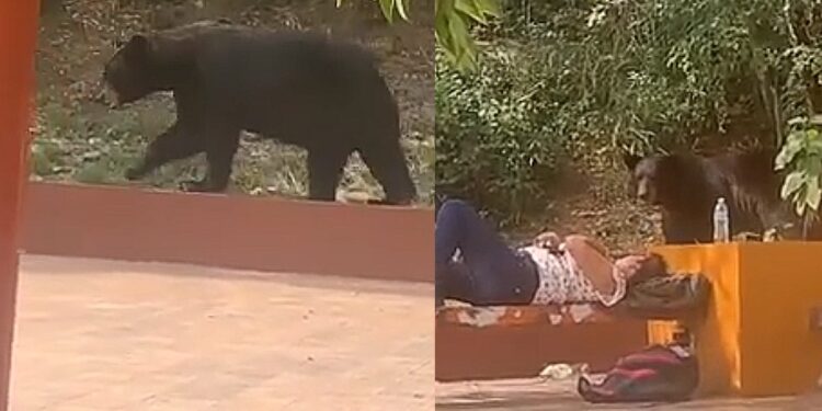¡Qué miedo!, estudiante de la UANL sobrevive a encuentro con OSO
