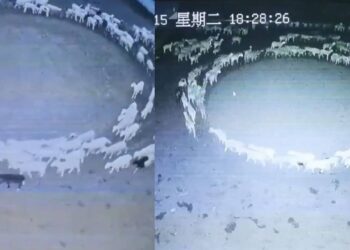 ¡Misterioso!, OVEJAS llevan días caminando en CÍRCULOS en granja