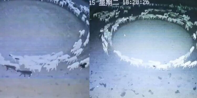 ¡Misterioso!, OVEJAS llevan días caminando en CÍRCULOS en granja