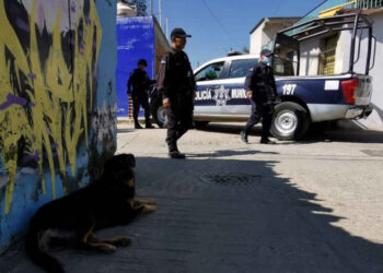 ¿Otra vez?, ahora en Oaxaca un PERRITO masticaba un BRAZO humano