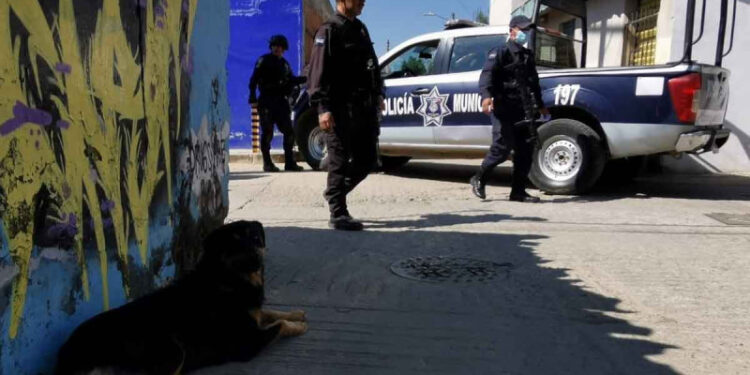 ¿Otra vez?, ahora en Oaxaca un PERRITO masticaba un BRAZO humano