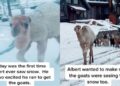 Video: ¡Camellito conoce la nieve y su reacción enamora a todos!