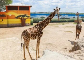 Triste noticia: muere “Lolita”, la jirafa consentida del zoológico en NLD