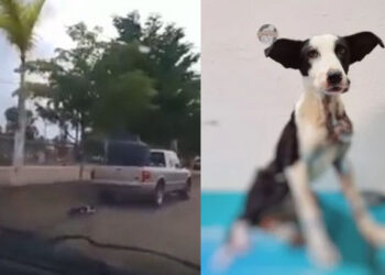 Justicia para “Zorrillo”: sujeto ARRASTRÓ a perrito atado a su camioneta