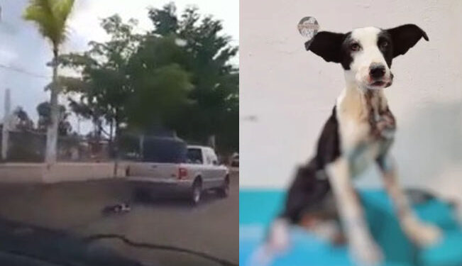 Justicia para “Zorrillo”: sujeto ARRASTRÓ a perrito atado a su camioneta