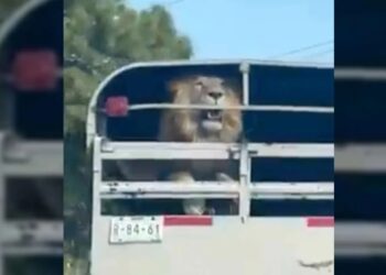 «¡Me pareció ver un lindo gatito!»: captan a enorme LEÓN transportado en «troca»