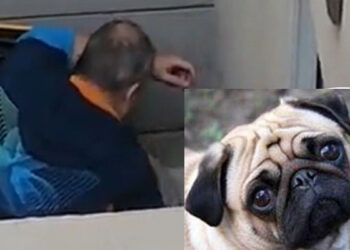 Video:  denuncian a malvado que GOLPEA y ASFIXIA a su perrita; exigen justicia