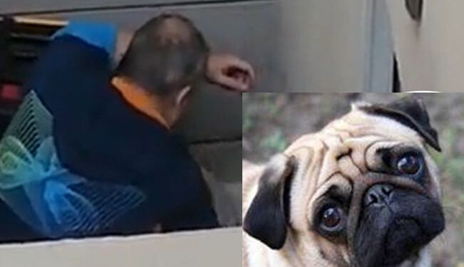 Video: denuncian a malvado que GOLPEA y ASFIXIA a su perrita; exigen justicia