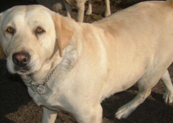 Perrito SALVA a su dueño enfermo, pero MUERE de tristeza al ser separado de él
