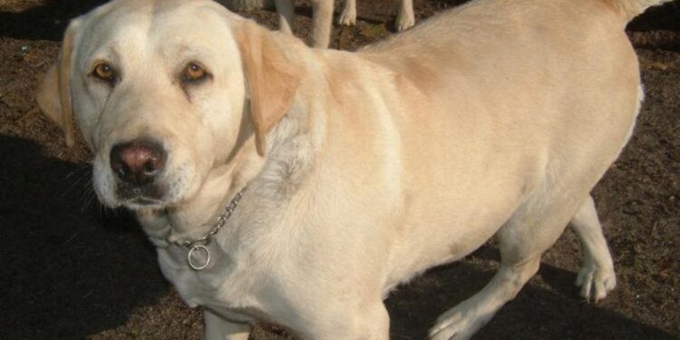 Perrito SALVA a su dueño enfermo, pero MUERE de tristeza al ser separado de él