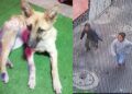 Exigen justicia para “Waffle”: 2 salvajes la ACUCHILLARON por diversión