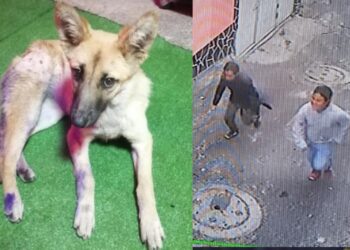 Exigen justicia para “Waffle”: 2 salvajes la ACUCHILLARON por diversión