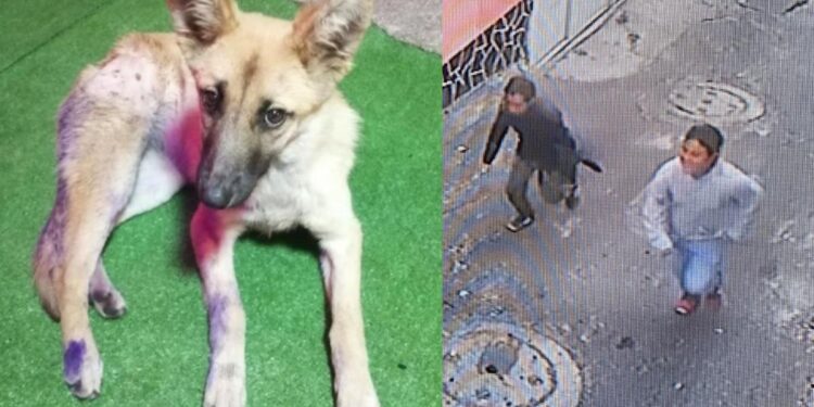 Exigen justicia para “Waffle”: 2 salvajes la ACUCHILLARON por diversión