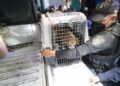 Pequeño de 6 años MUERE presuntamente al ser ATACADO por un perro