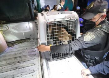 Pequeño de 6 años MUERE presuntamente al ser ATACADO por un perro