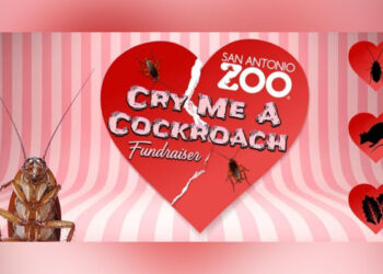 Zoológico de EU te invita a ponerle el NOMBRE de tu EX ¡a una CUCARACHA!