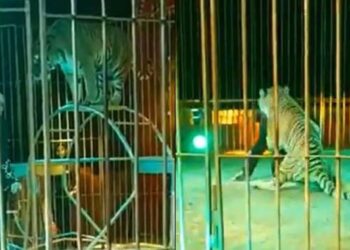 ¡Impactante!, feroz TIGRE ataca a su domador en plena función de CIRCO