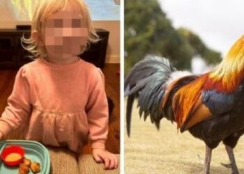 Venganza “en caliente”: gallo ataca a NIÑA y la madre lo cocina en nuggets