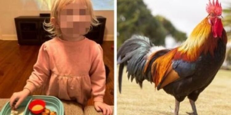 Venganza “en caliente”: gallo ataca a NIÑA y la madre lo cocina en nuggets