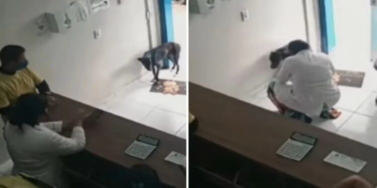 Video: Perrito llega a pedir ayuda a una veterinaria, ¡traía un clavo en la patita!