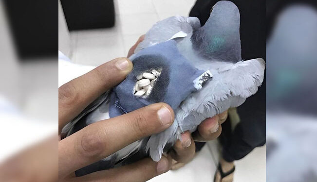 Encuentran una “NARCOPALOMA” en prisión; llevaba mochila con sustancias