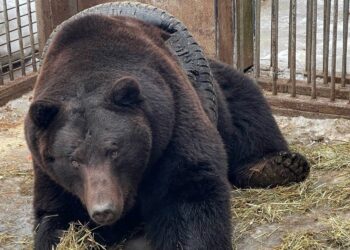 Video: rescatan a OSO que traía una llanta de vehículo como “cinturón”