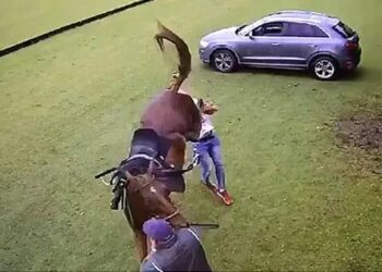 ¡Caballo se defiende de AZOTES, patea y MATA a su verdugo!