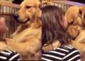 Video: ¡Bella reacción de PERRITO al ser adoptado te robará el CORAZÓN!