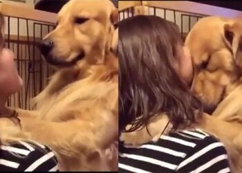 Video: ¡Bella reacción de PERRITO al ser adoptado te robará el CORAZÓN!