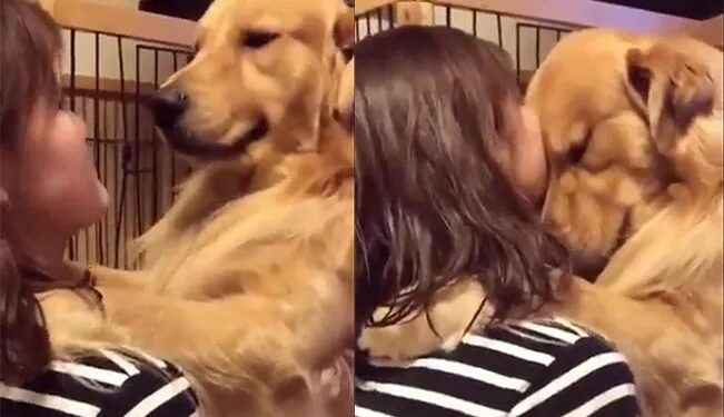 Video: ¡Bella reacción de PERRITO al ser adoptado te robará el CORAZÓN!