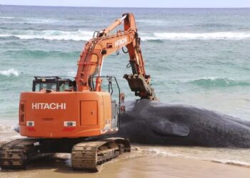 Lamentable: ballena hallada muerta en Hawái tenía toneladas de plástico dentro