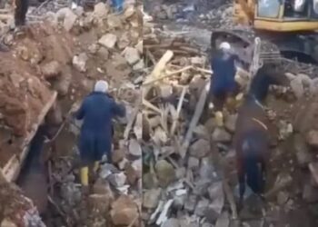 Rescatan a CABALLITO que sobrevivió 21 días bajo los escombros en Turquía