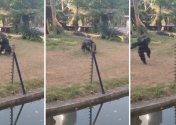 Video: furioso chimpancé devuelve “botellazo” a mujer y la deja herida