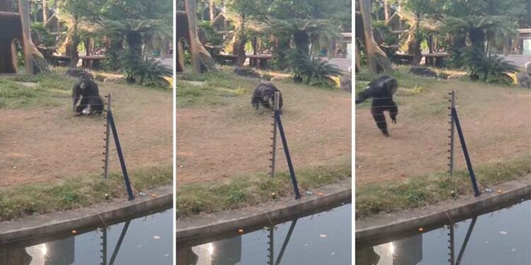 Video: furioso chimpancé devuelve “botellazo” a mujer y la deja herida