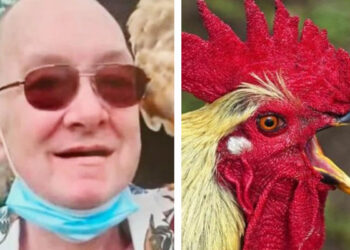 GALLO ataca a anciano y lo MATA; el sujeto se DESANGRÓ