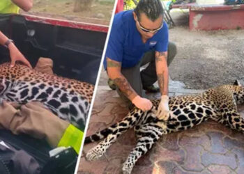 Lamentable: atropellan a jaguar embarazada; murieron ella y su cachorro en Cancún
