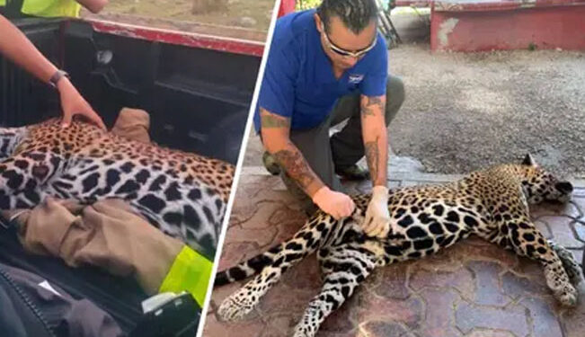 Lamentable: atropellan a jaguar embarazada; murieron ella y su cachorro en Cancún