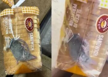 ¡Sándwich de roedor!, encuentra una RATA viva dentro de su bolsa de pan