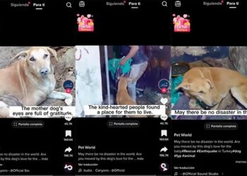 Video. ¡Perrita busca sin parar a sus cachorros entre los escombros!