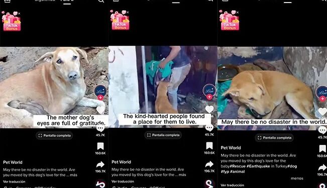 Video. ¡Perrita busca sin parar a sus cachorros entre los escombros!
