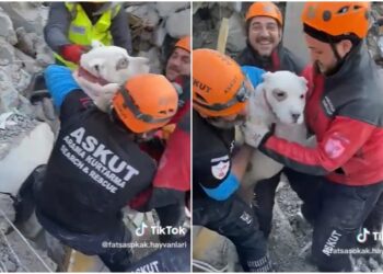 Video: ¡Perrito es rescatado tras días entre los escombros en Turquía!