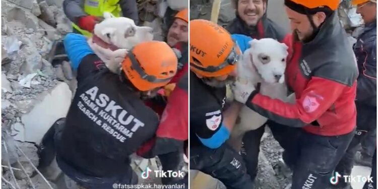 Video: ¡Perrito es rescatado tras días entre los escombros en Turquía!