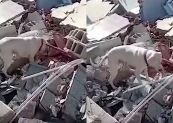 Video. Fiel hasta el fin: perrito busca a su familia entre escombros para darles pan