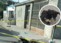 Muere en la calle y sus 3 perritos se quedan cuidando el cadáver en Torreón