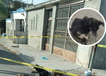 Muere en la calle y sus 3 perritos se quedan cuidando el cadáver en Torreón