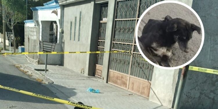 Muere en la calle y sus 3 perritos se quedan cuidando el cadáver en Torreón
