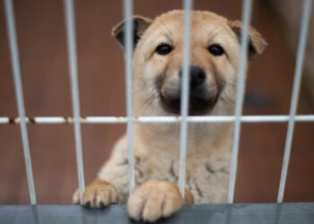 Autoridades encarcelan a un PERRITO por andar solito y sin correa en Oaxaca